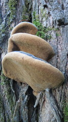 Phellinus igniarius