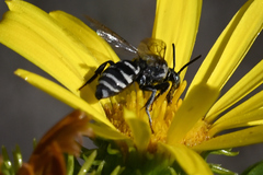 Triepeolus paenepectoralis