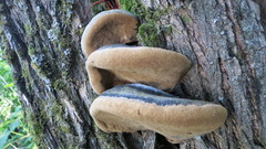 Phellinus igniarius