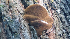 Phellinus igniarius
