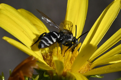 Triepeolus paenepectoralis