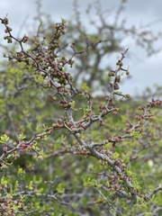 Bursera exequielii