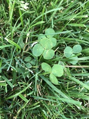 Trifolium repens
