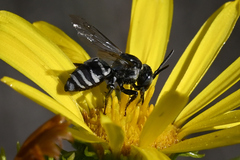 Triepeolus paenepectoralis
