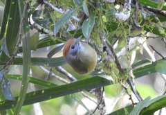 Hylophilus poicilotis