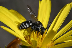 Triepeolus paenepectoralis