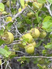 Diospyros intricata