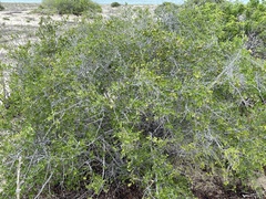 Diospyros intricata