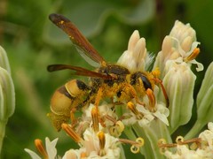 Ancistrocerus lineativentris