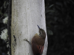 Dendrocolaptes platyrostris