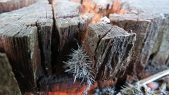 Tilachlidium brachiatum