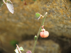 Ayenia compacta