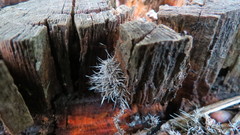 Tilachlidium brachiatum