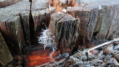 Tilachlidium brachiatum