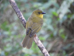 Orthogonys chloricterus