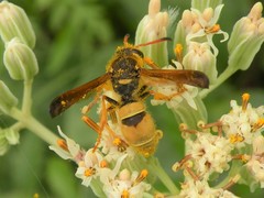 Ancistrocerus lineativentris
