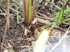 Laterallus leucopyrrhus