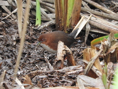 Laterallus leucopyrrhus