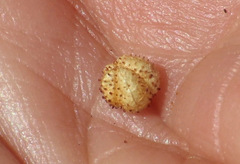 Ayenia compacta