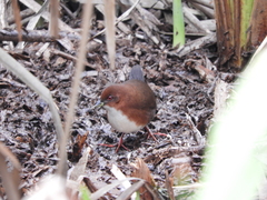 Laterallus leucopyrrhus