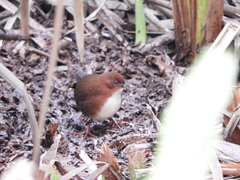 Laterallus leucopyrrhus