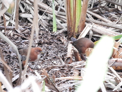 Laterallus leucopyrrhus