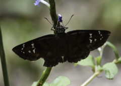 Ephyriades arcas