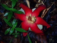 Uvaria grandiflora