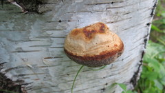 Fomes fomentarius