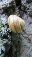 Caucasotachea vindobonensis