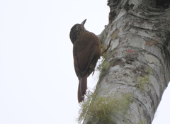 Dendrocolaptes platyrostris