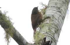 Dendrocolaptes platyrostris