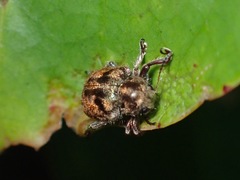 Trichochrysea