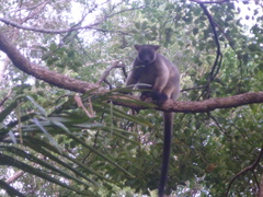Dendrolagus lumholtzi
