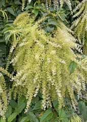 Image of Ledenbergia peruviana