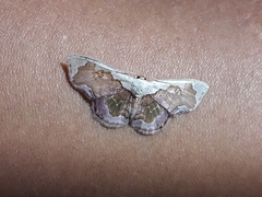 Leptostales angulata