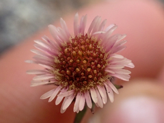 Erigeron nivalis