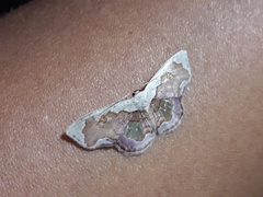 Leptostales angulata