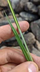 Carex atrosquama