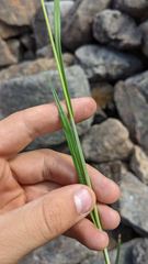 Carex atrosquama