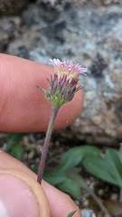 Erigeron nivalis