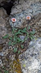 Erigeron nivalis