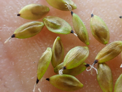 Carex atrosquama