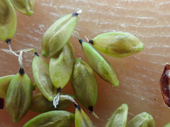 Carex atrosquama