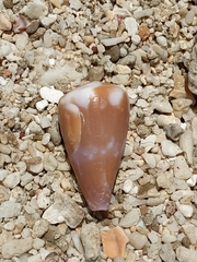 Conus rattus