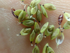 Carex atrosquama