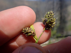 Carex atrosquama