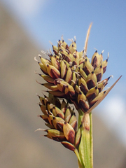 Carex atrosquama