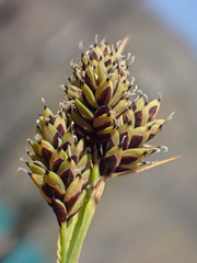 Carex atrosquama