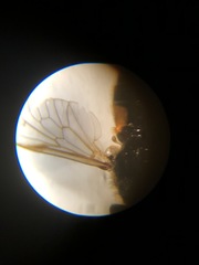 Apatolestes